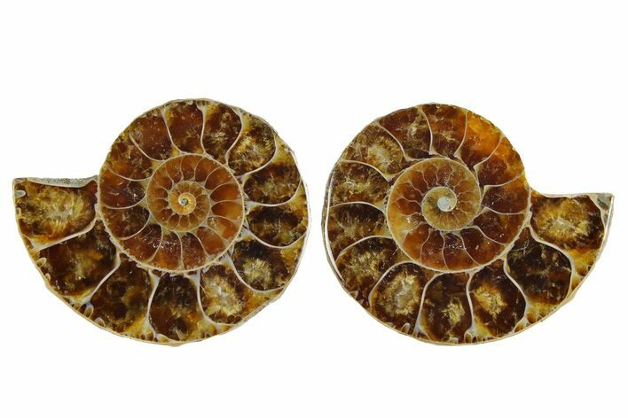 Cut & Polished Agatized Ammonite Fossils - 1 1/4 to 1 1/2" Size - Photo 1